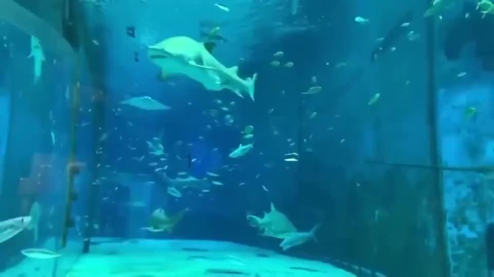 精灵格蕾